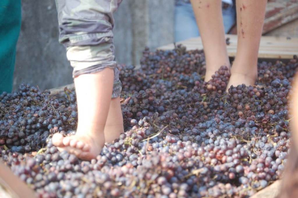 Cantine-Aperte-in-Vendemmia-–-foto-Mtv