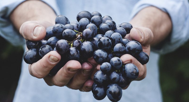 Cantine-aperte-in-vendemmia (1)