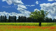 Cantina Pizzolato Campo di grano con vigneto 2-Maggio 2013 Copia