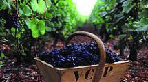 vini-valpolicella-vendemmia