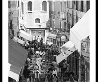 Venezia formiche